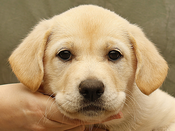 chinook puppy